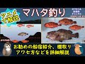《アニメで解説：【マハタ釣り】の釣果UPのコツ》最近【外房】でも釣れるようになった【マハタ】の【釣り方】をアニメで詳しく解説。お勧めの船宿の紹介もしています。
