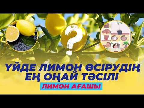 Бейне: Мейер лимон ағашына тозаңдану керек пе?