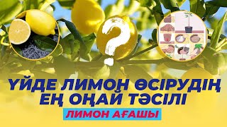 🍋 ҮЙДЕ ЛИМОН ӨСІРУДІҢ ЕҢ ОҢАЙ ТӘСІЛІ | ЛИМОН АҒАШЫ #лимон #ағаш