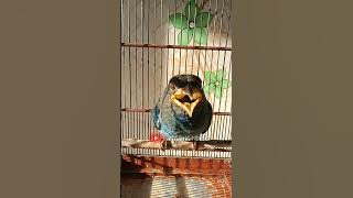 Tengkek buto suara kuntilanak masteran cendet kuntilanak panjang