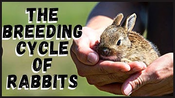 The Breeding Cycle of Rabbits