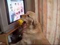 今日は特に変なジャパネット犬