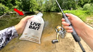 Creek Fishing w/ CRICKETS for Whatever Bites!