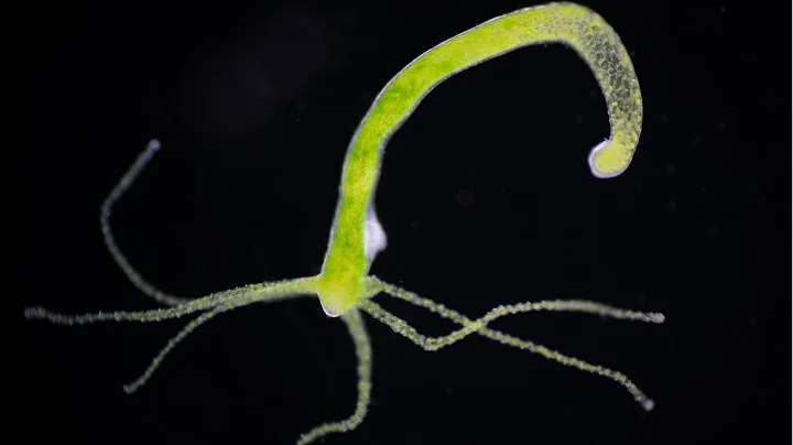 How to Get Rid of Hydra the EASY Way