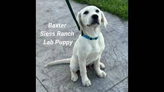 Baxter Lab Puppy by siessranch1 13 views 5 days ago 1 minute, 17 seconds