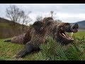 Jagd für kapitaler Keiler in den Karpaten 2018 - Wild boar hunt in the Carpathian Mountains 2018