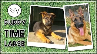 German Shepherd Puppy Growing Up (8 Weeks - 1 Year In 3 Minutes) | NerdVlog by NerdVlog 105,653 views 7 years ago 3 minutes, 1 second