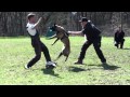 Seminar for dog training  with malinois 