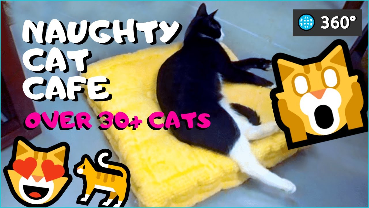  Naughty  Cat  Cafe  Part 3 5K 360  VR YouTube