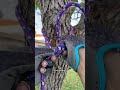 Vuelta y media llave (con varias vueltas)• #arborismo #treework #climbing #cuerdas Multiple wraps +h
