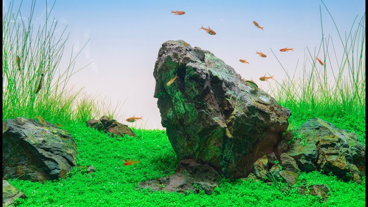 [4K UHD] ADA 60-P Manten Stone Iwagumi Layout