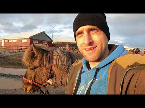 Wideo: Koń Islandzki Rasa Koni Hipoalergicznych, Zdrowych I Długowieczności