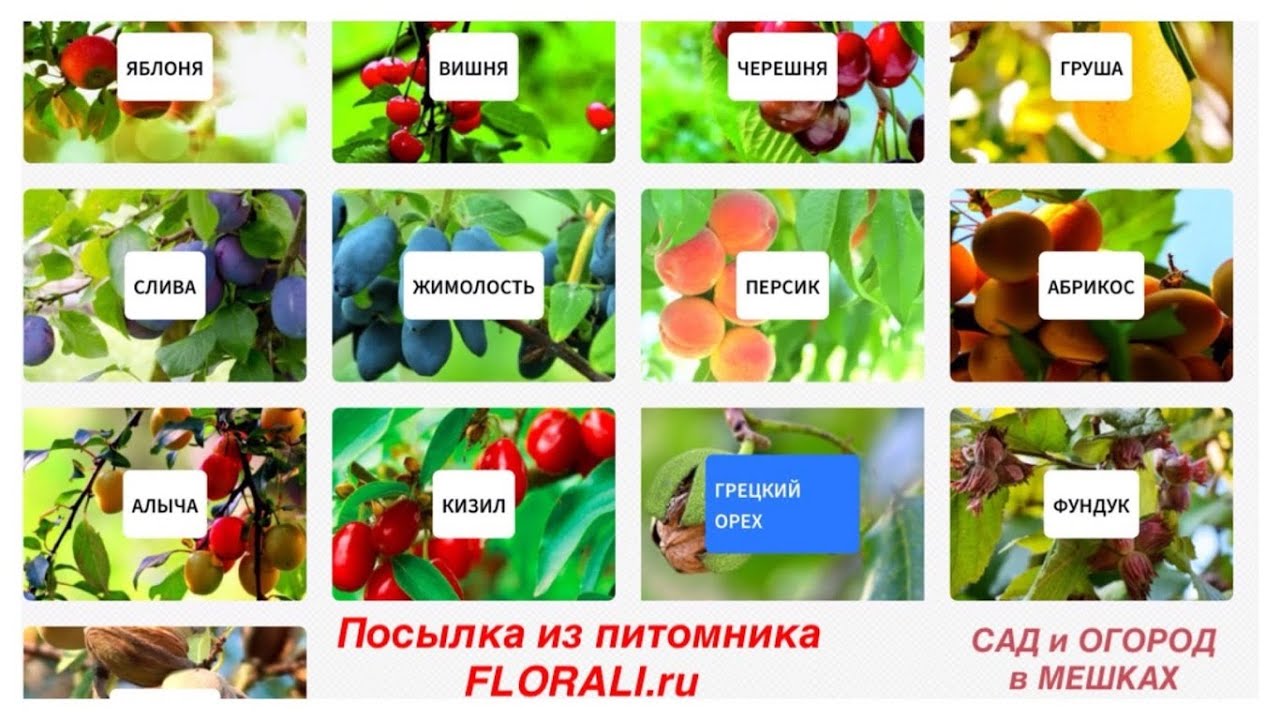 Огородвмешках Рф Интернет Магазин Огородвмешках Рф Интернет Магазин