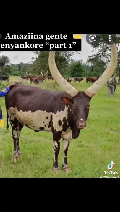 names for Ankole cows