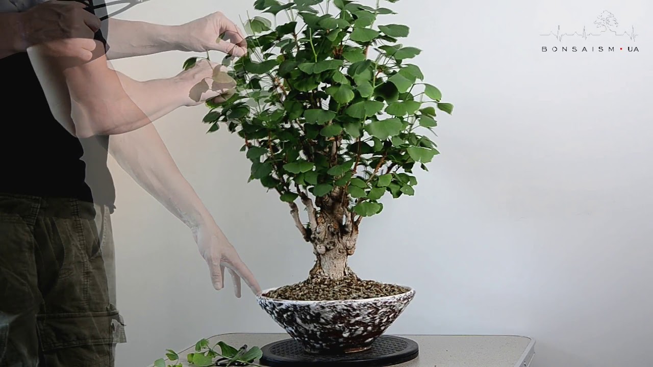 Shaping a Ginkgo bonsai Весняна обрізка бонсай з гінкго YouTube