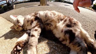 捨てられたの?真冬の公園に現れたアメショーみたいな猫