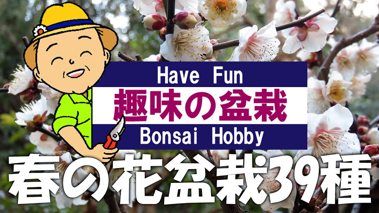 Have Fun 趣味の盆栽 Spring Flowers1-39types - YouTube