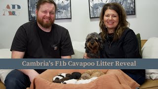 Cambria's F1b Cavapoo Litter Reveal