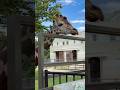 #shorts キリンのケイタくん　大森山動物園　2026年8月14日