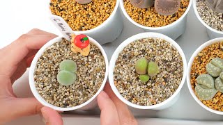 How I plant my Conophytum | The cutest plants on earth  [Eng Sub]