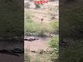 ambush demo #khakilover #viralvideo #police #constable