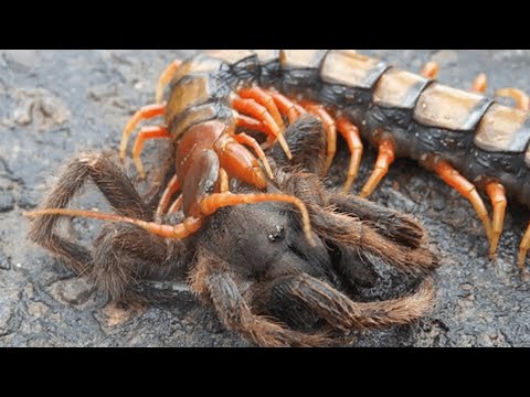 Video: Welche Art von Insekten tötet Comfortis bei Hunden?