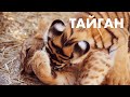 Парк львов Тайган | Белогорск | Крым 2020 | Крымский зоопарк