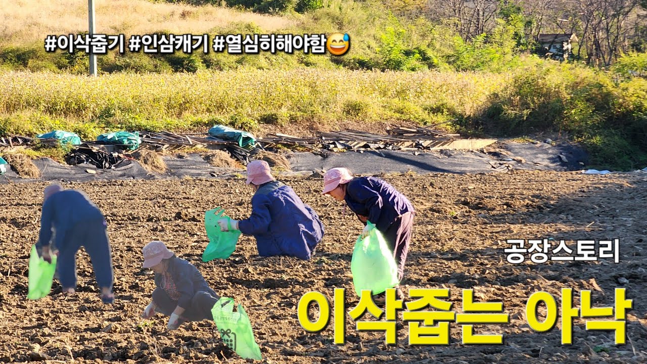 [24년 10월] 이삭줍기, 인삼 #이삭줍기 #인삼 #시골살이