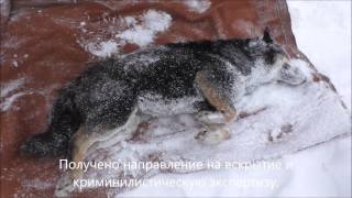 Травят собак. Ухта. Травят собак. Ухта.