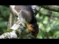 Borneo Wildlife Experience