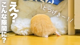 【暴れるハムケツ】どんな隙間にも無理やり入るハムスターNo.79