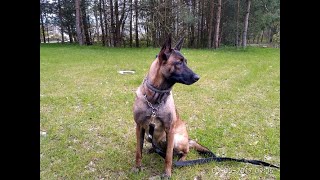 OWCZAREK BELGIJSKI MALINOS SZARI