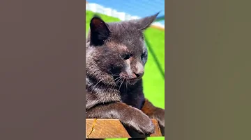 Эстетика камышового кота Вульфа 😻