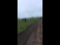 Runner being chased by cows! Funny