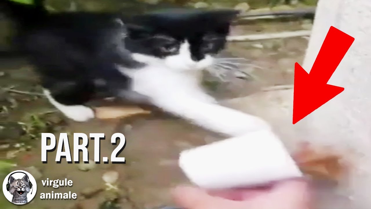 LES CHATS N'ONT AUCUN RESPECT 2 - Drôle d'animaux