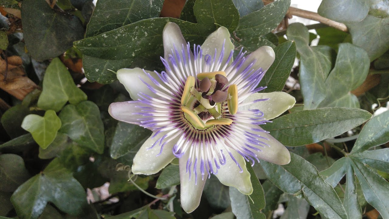 Bella APERTURA de una PASSIFLORA o flor de la pasión