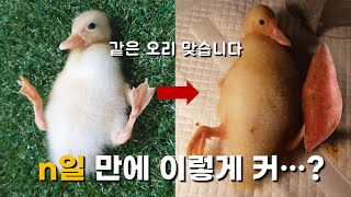 새끼오리 성장속도는 얼마나 빠를까 / 반려오리 키우기