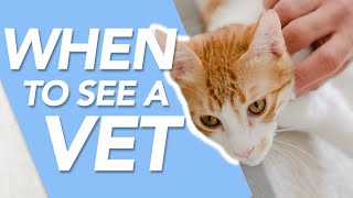 How To Tell If Your Cat Needs To Go To The Vet - One Will Surprise You!
