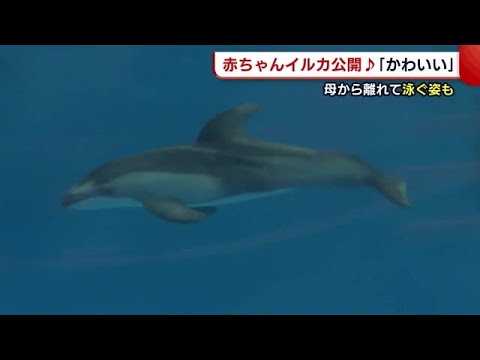 誕生から２週間！赤ちゃんイルカの一般公開始まる♪　母から離れて泳ぐ姿も【新潟市】 (22/08/26 19:16)