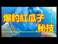 🎣爆釣紅瓜子的秘技 How to rig a live bait and keep alive 最強の水泳釣りグループのご紹介　（ハタ 釣り方）