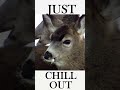 Just chill out!