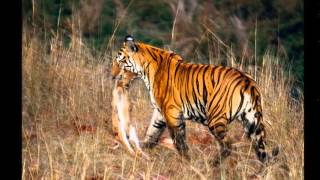 Tigers on the Food Chain