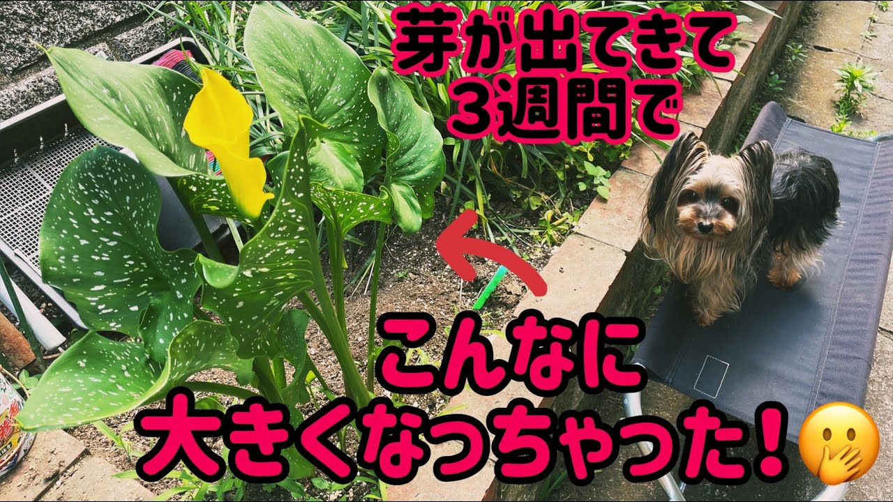 #19 【Garden】 カラー植え替え作業|カマキリの赤ちゃんたちと遭遇♪