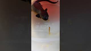 Rough Skinned Newt Feeding