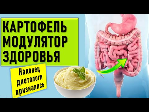 Польза Картошки для организма. В чем польза и вред картофеля? Жареная, вареная, сырая, сок или пюре?