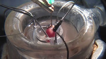 Langendorff isolated Perfused heart