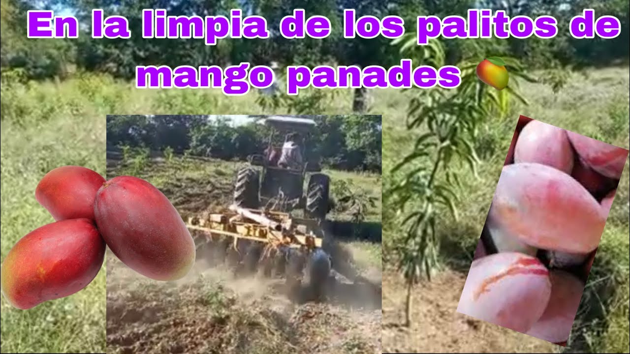 En la limpia de los palitos de mango panades 🥭 YouTube