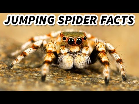 Jumping Spider Facts: the CUTEST Spiders 🕷️ Animal Fact Files