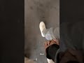 يادنيتي عيونك وطن    