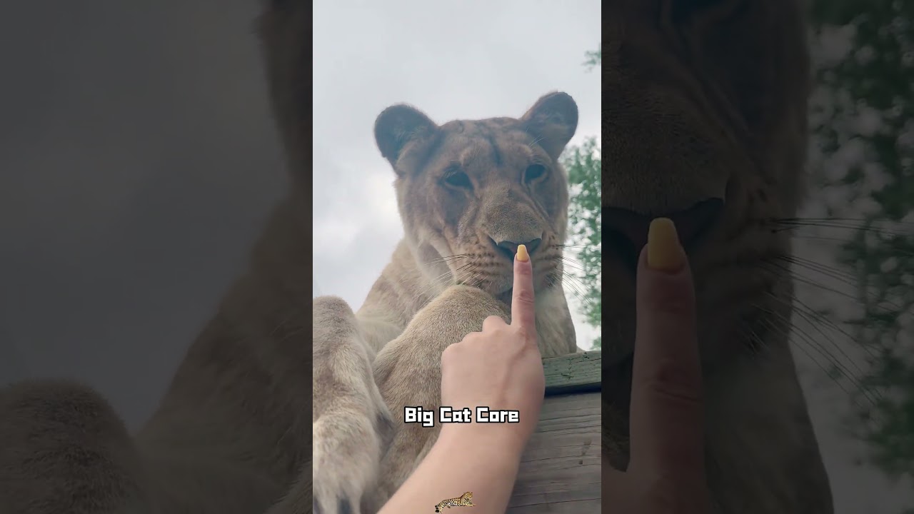 Big Cat Core#cat #bigcat #leopard #panther #jaguar #animals #funny #cute #pet #fyp